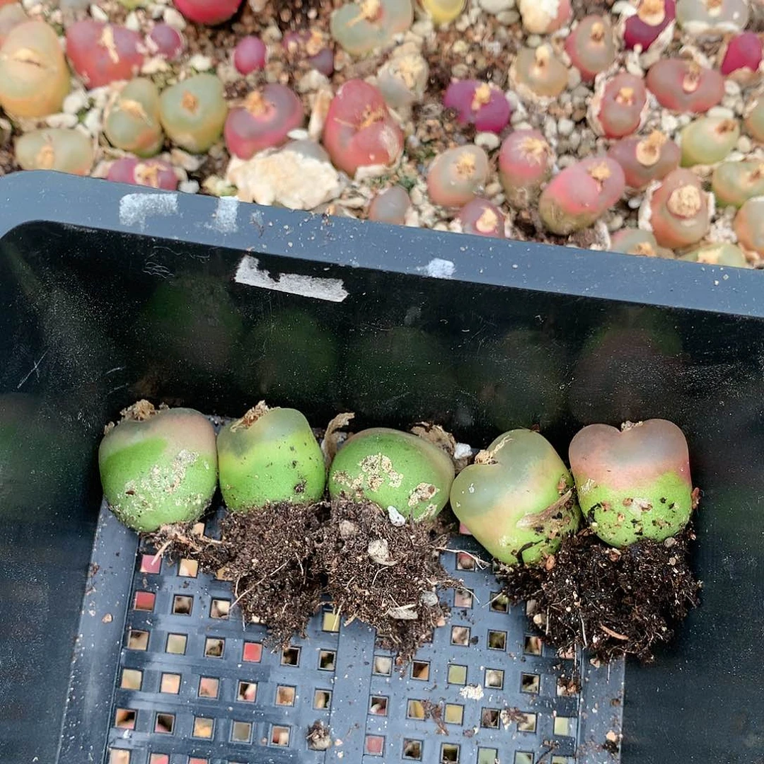 6*6B303多肉植物保护研究所