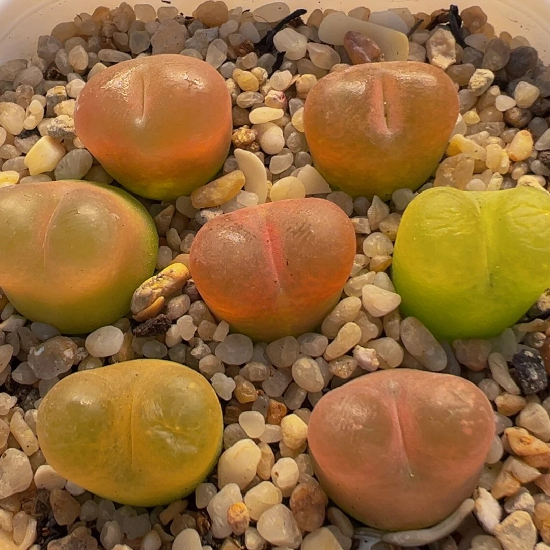 21多肉植物百科植物