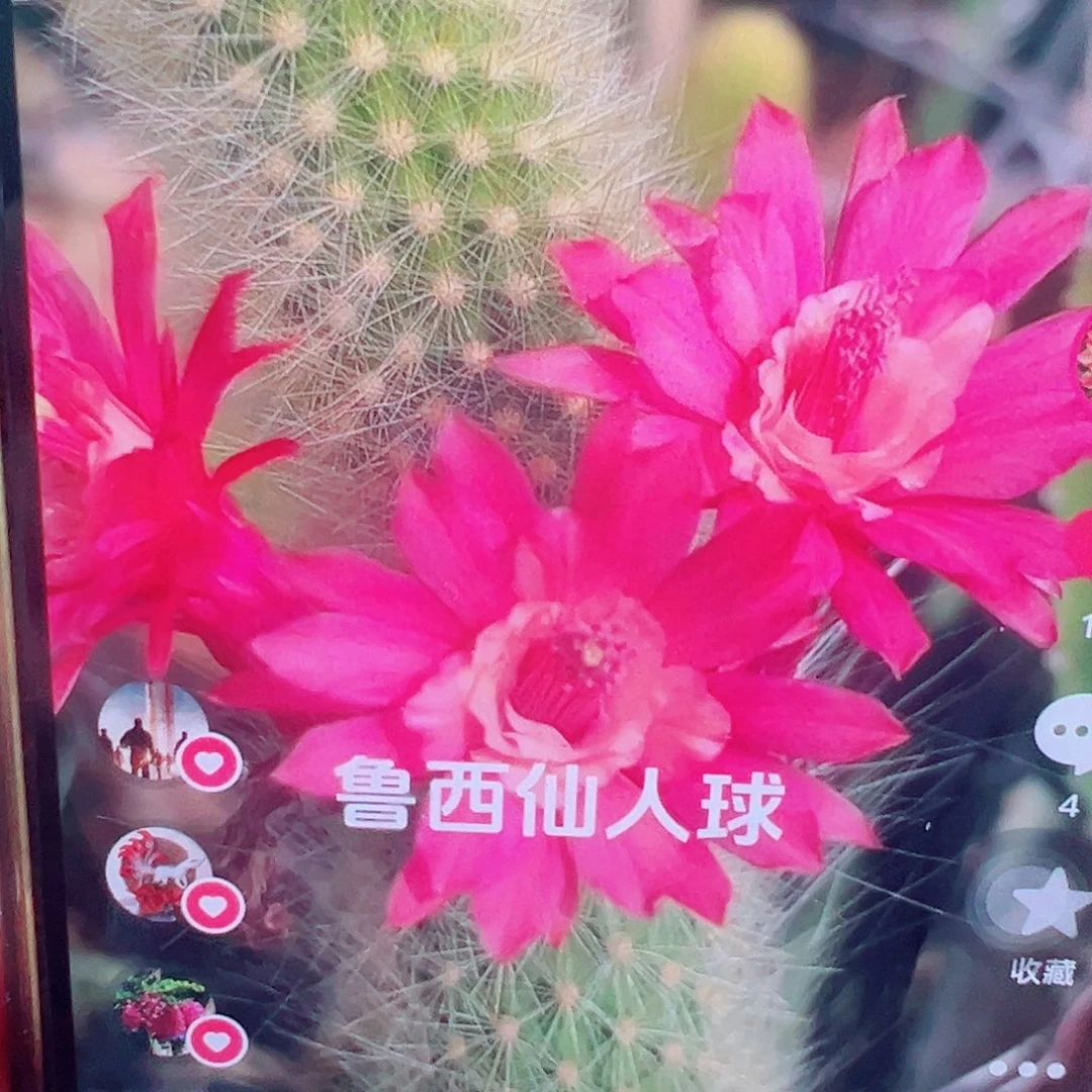 双色金妞  侧芽 满20包邮