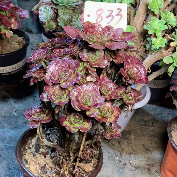833玫瑰圆叶多肉一物一拍