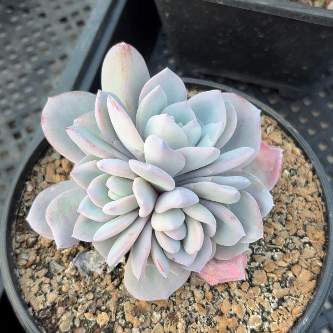 无花朵奶茶无砍11