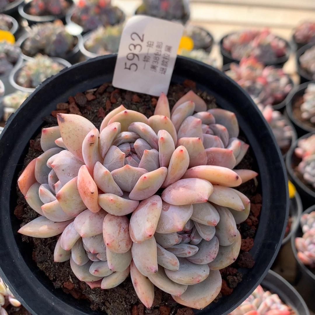 12厘米五头黄底石榴籽 无砍 5932