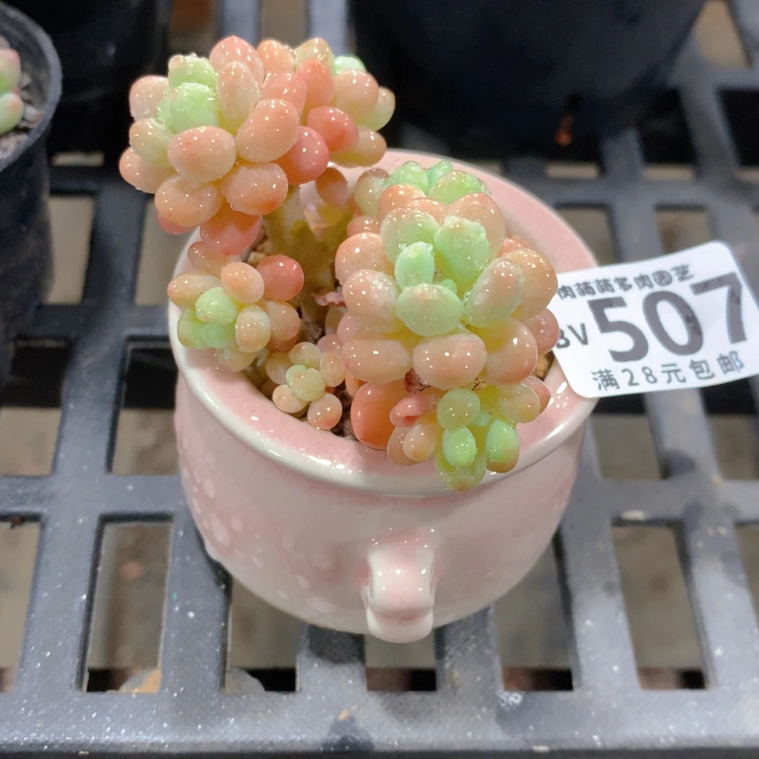 肉萌萌5cm拇指盆精控多肉BV507