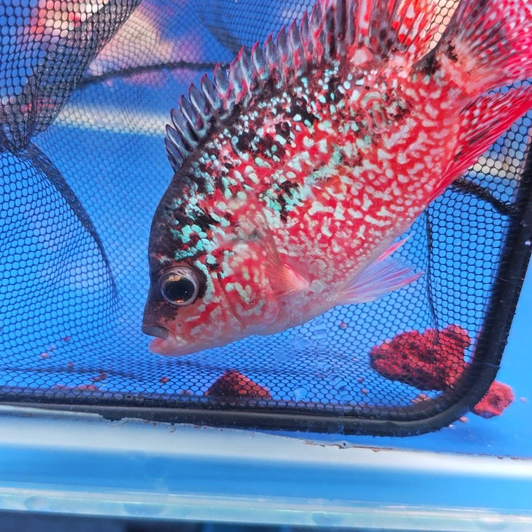 海水鱼淡水热带鱼罗汉鱼大苗