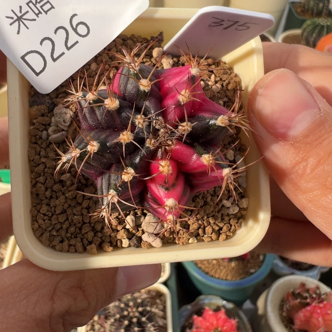 226 好看的米哈冲冲冲