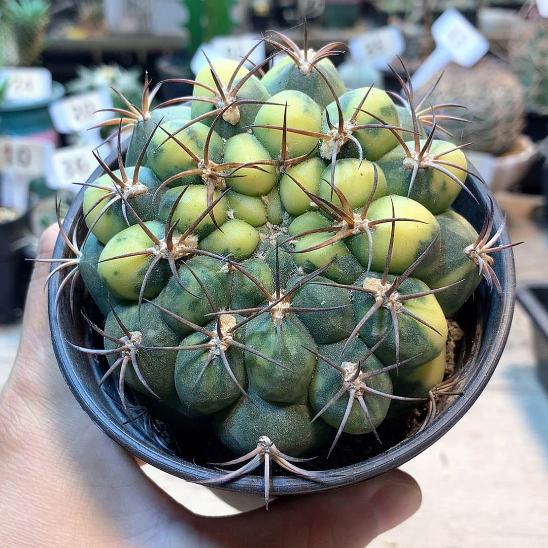 新天地锦