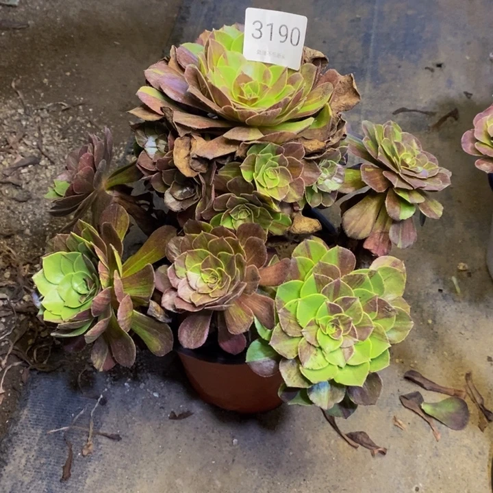 花月夜多肉断头不包3190