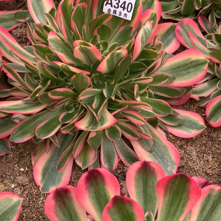 曾*340多肉植物一物一拍