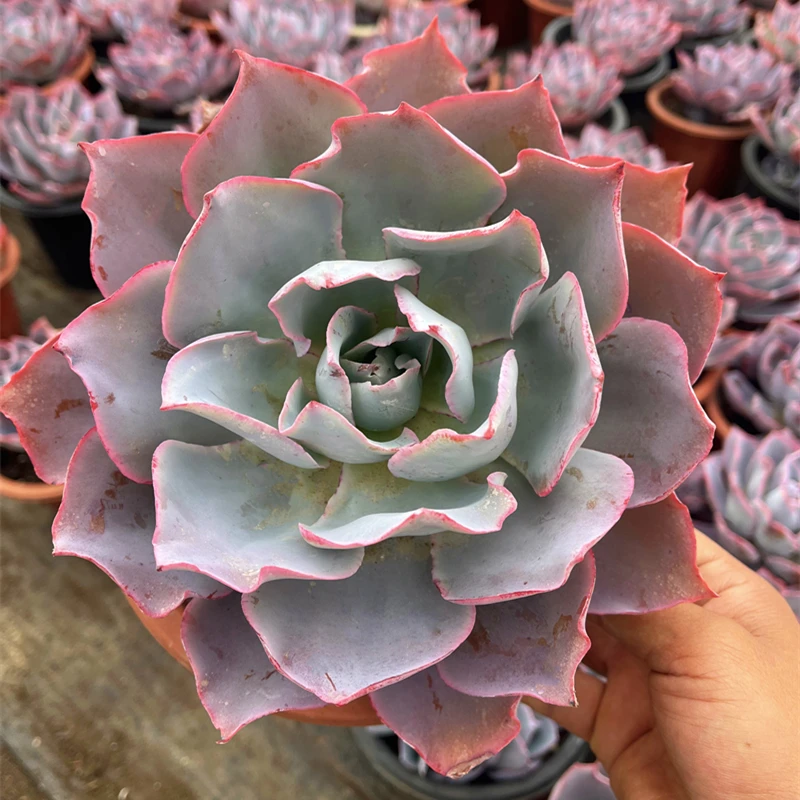 晚霞 薄叶三仙精品大棵老桩多肉植物 一物一拍  室内阳台绿植盆栽