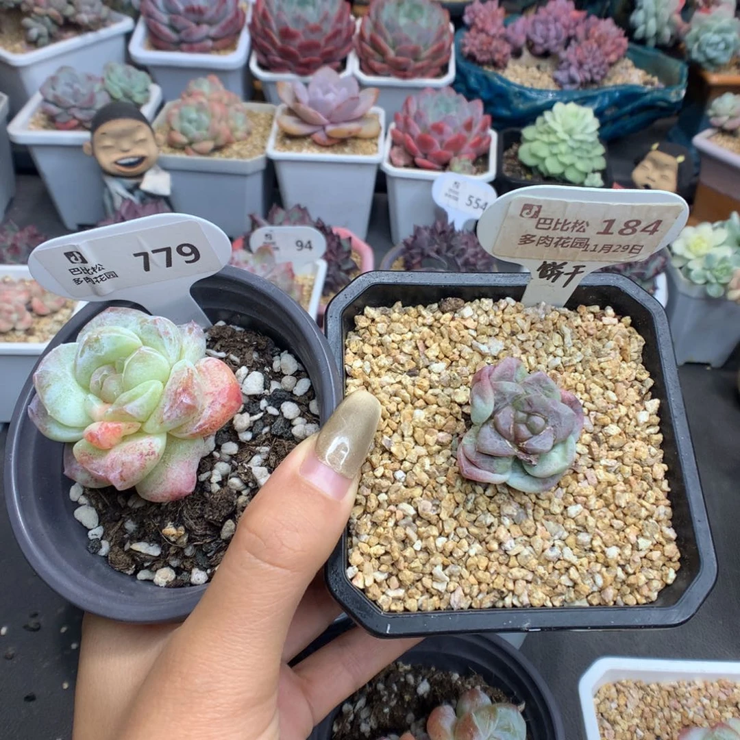 会***年184-779冰玉石化多肉植物