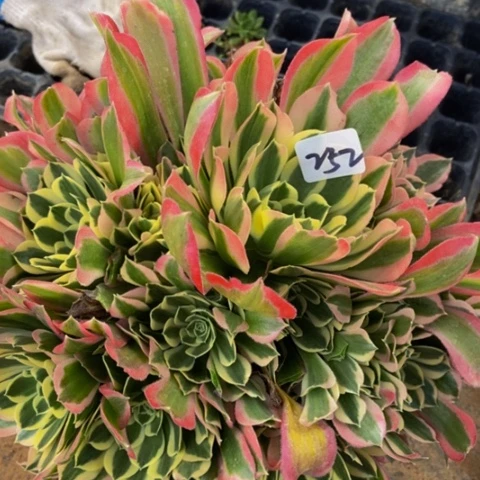 配****戏白凤多肉植物252多肉不包断