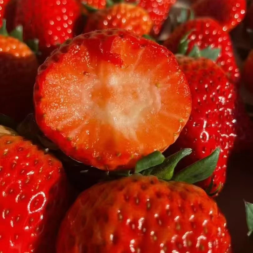 【富贵专属次日达】丹东红颜99草莓中果辽宁省