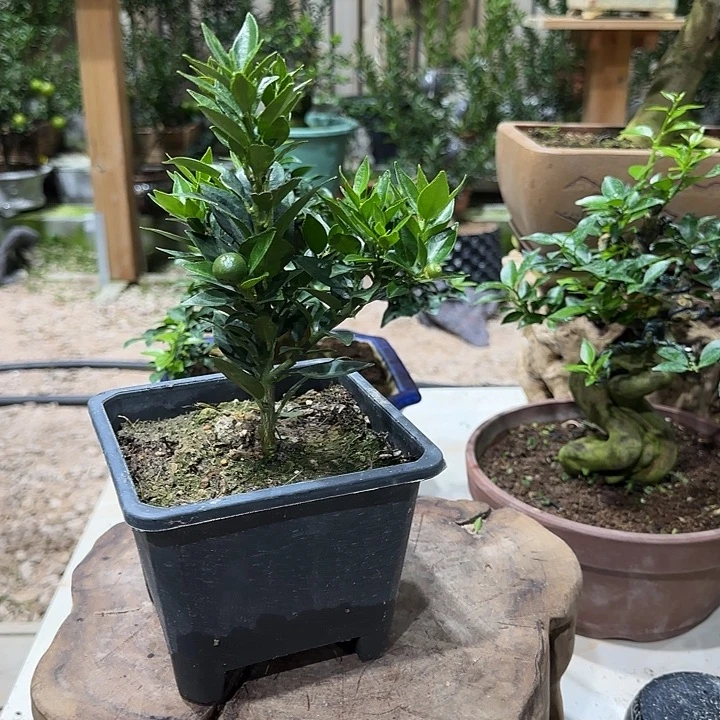 M***刘直播间 八房柑一物一拍