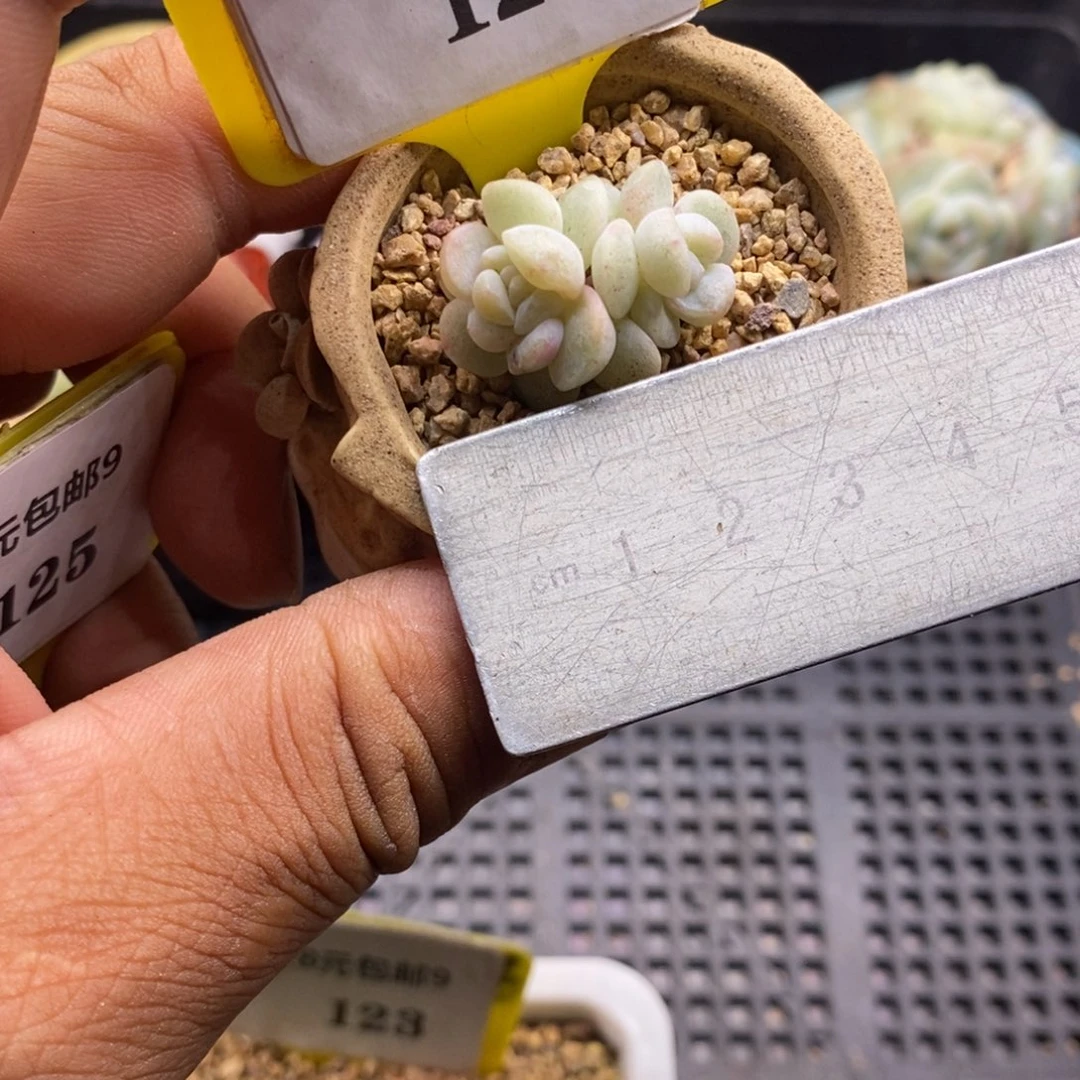 9124冰玉石化双多肉植物