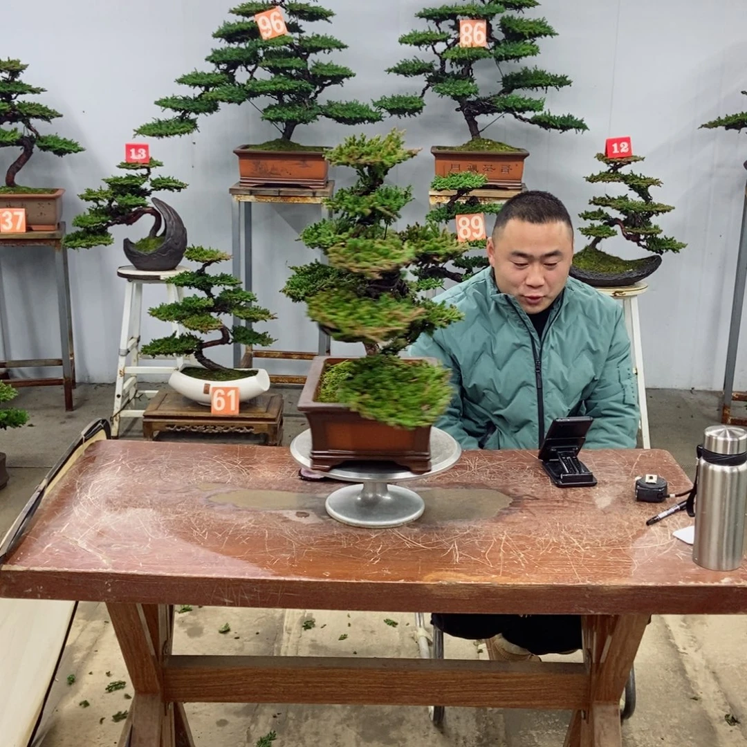 以实际为准珍珠柏盆景