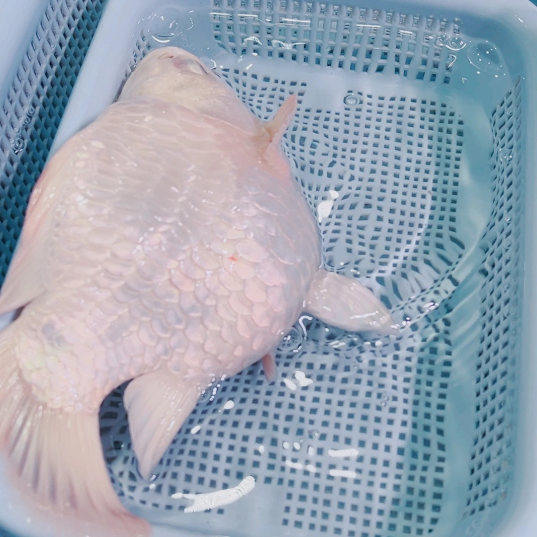锦鲤锦鲤冷水观赏鱼
