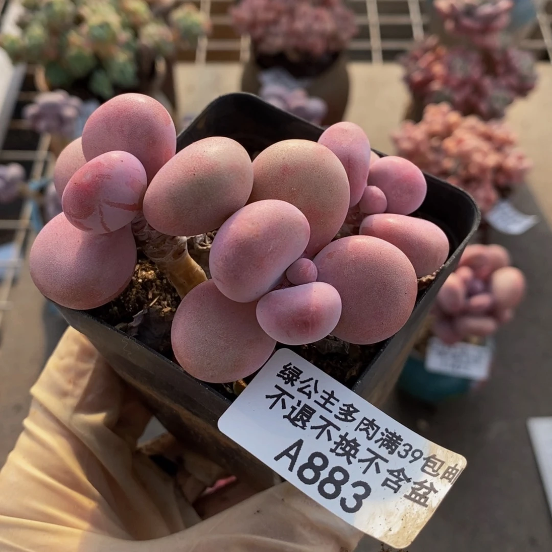 腰子桃蛋883/7v m