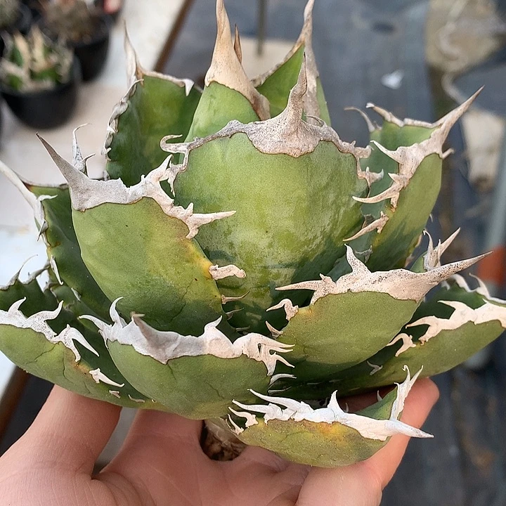 81阿修罗111111111111