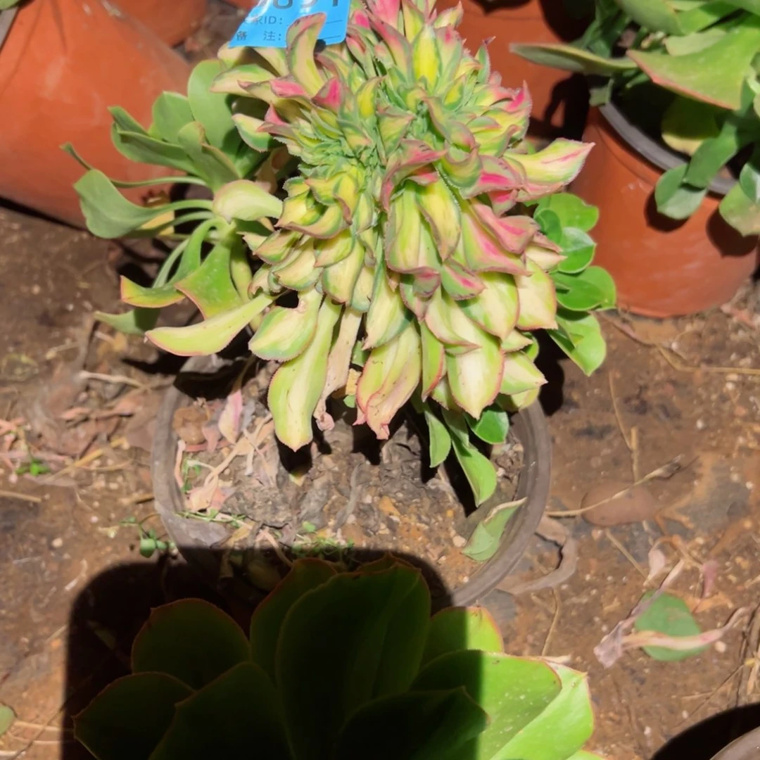 891 号多肉法师植物新年福利叶子会发黑