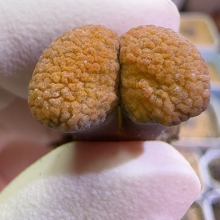 702超级蛋糕福利福利福利