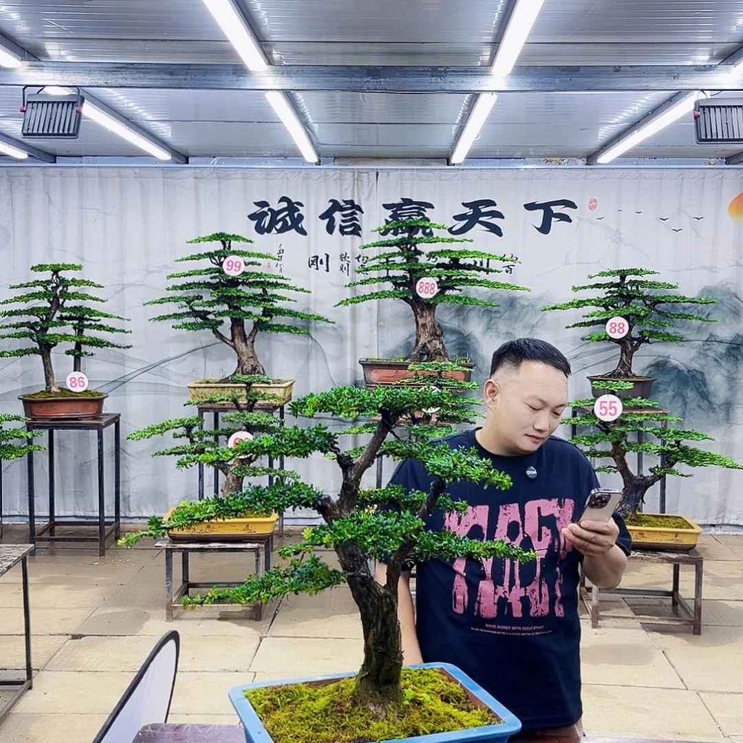 无花朵罗汉松盆景专场直播