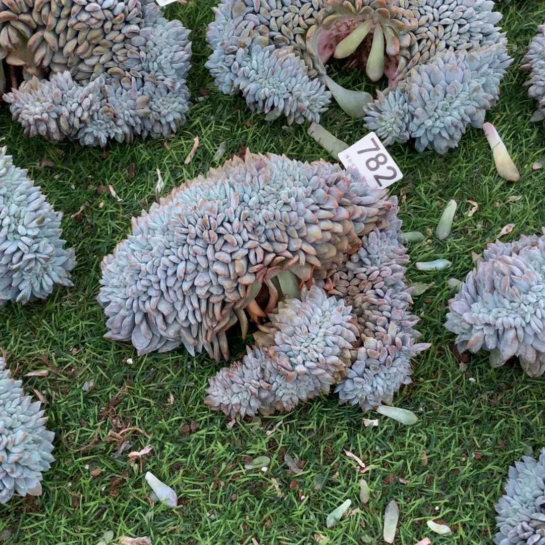 782橙子缀多肉植物