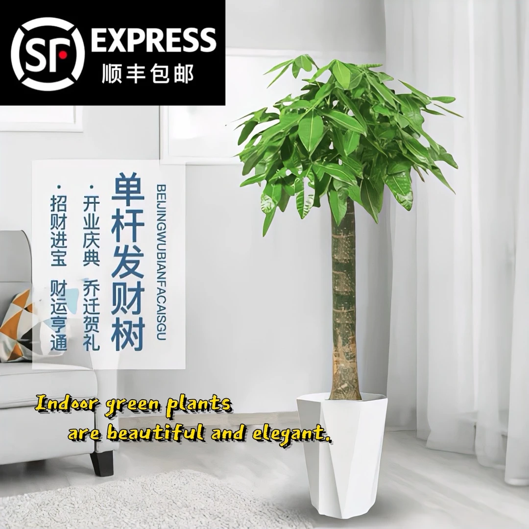 单杆发财树大型客厅独杆发财树办公室玄关养室内大型盆栽乔迁开业