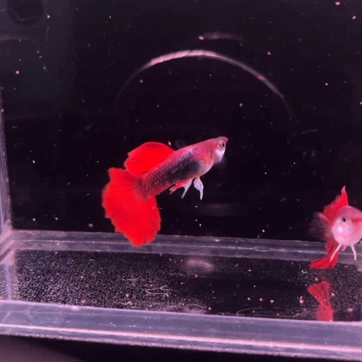 一***鸣孔雀鱼大绒折扇单公2条