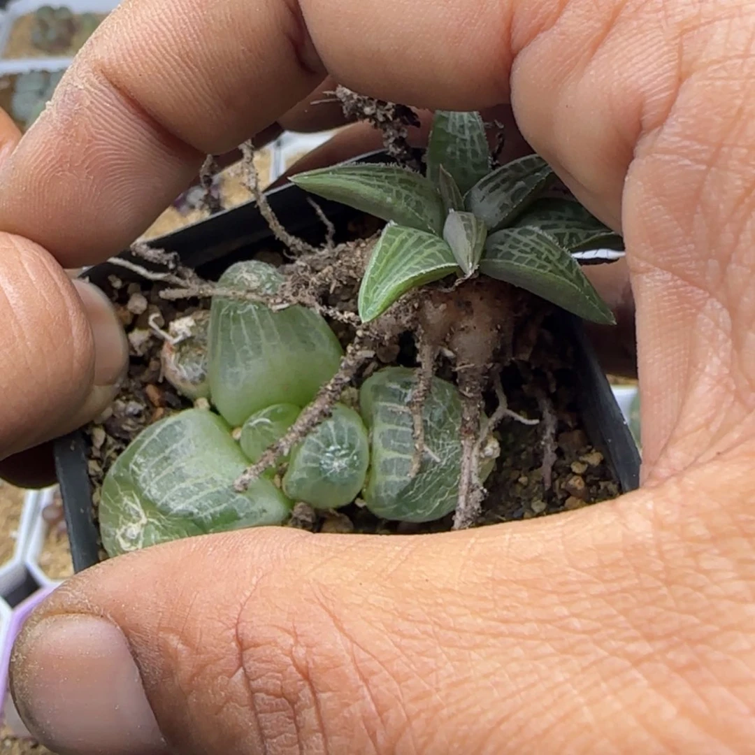 【闪购商品】缘****）21871