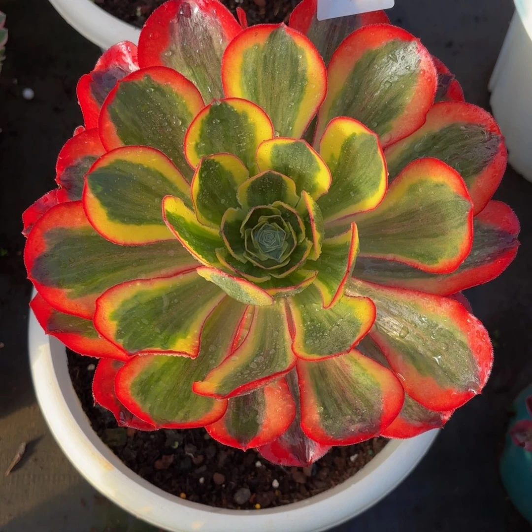 109多肉植物魅影