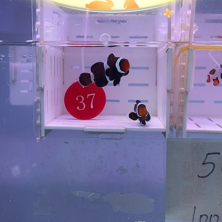 海水鱼精品奥黑小丑鱼
