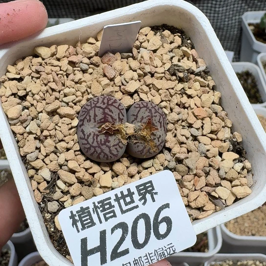 多肉植物的润泽fhn