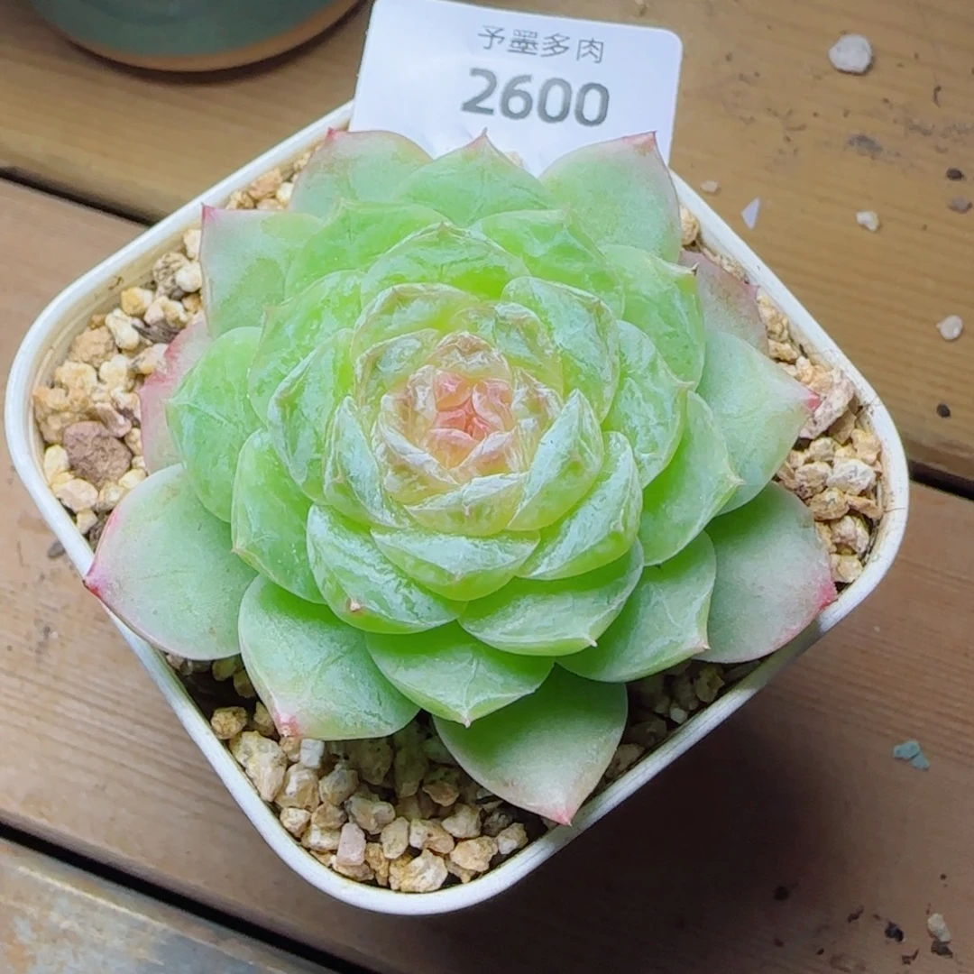 梦境，2600多肉植物