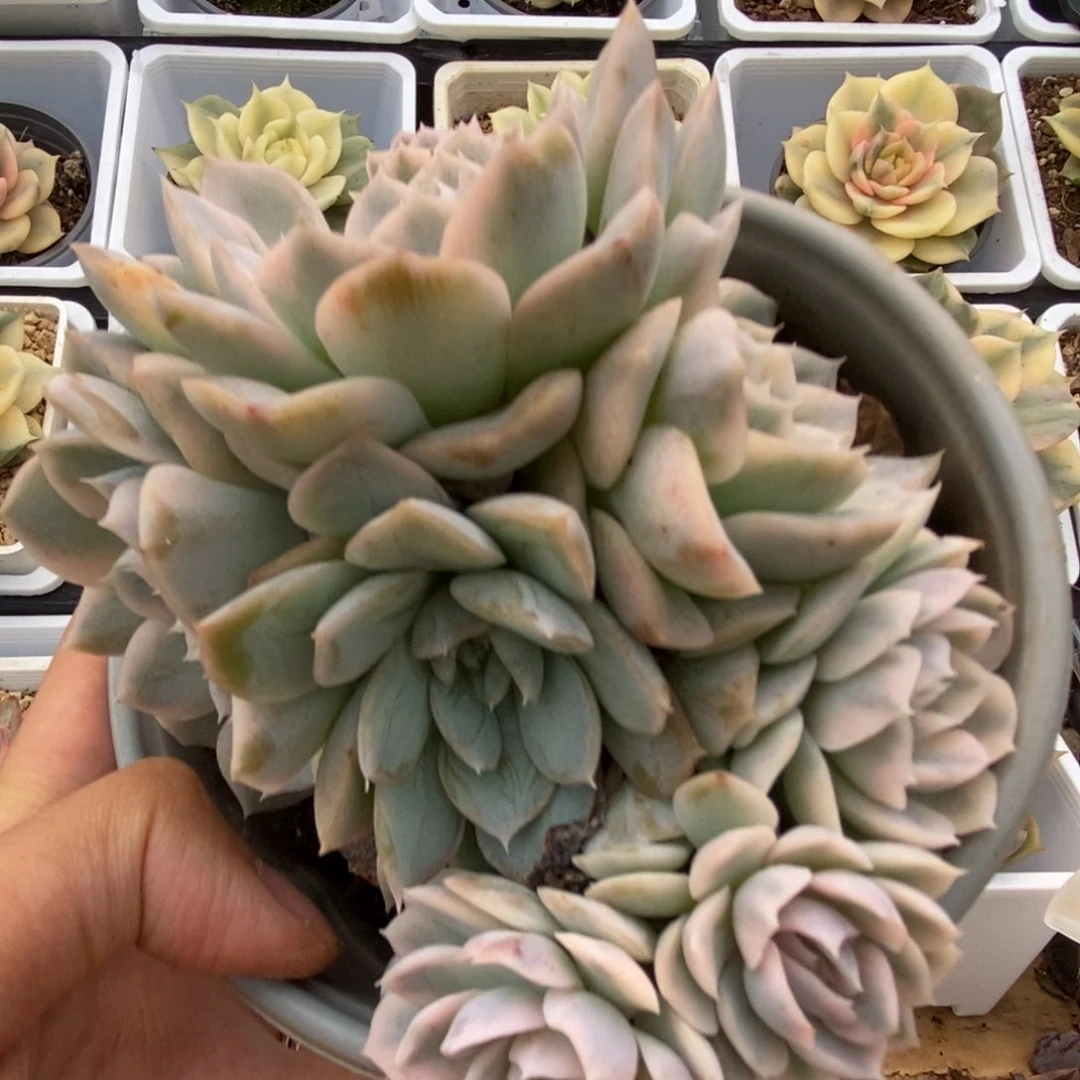 388雪球锦锦锦锦锦锦锦