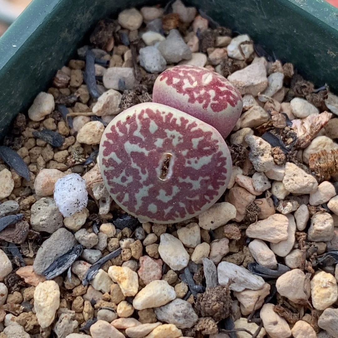 双头优选超墨双头优选超墨