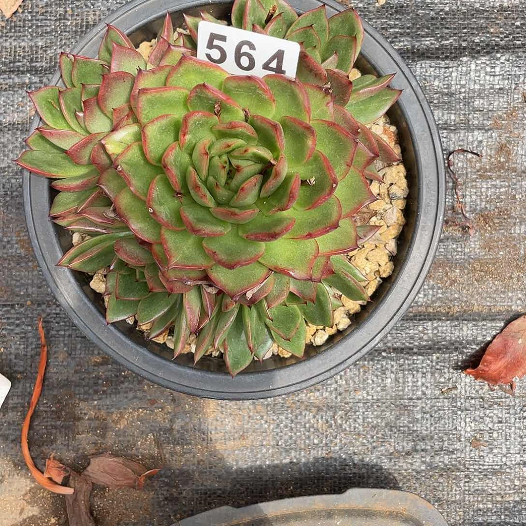 若如东云组拍564