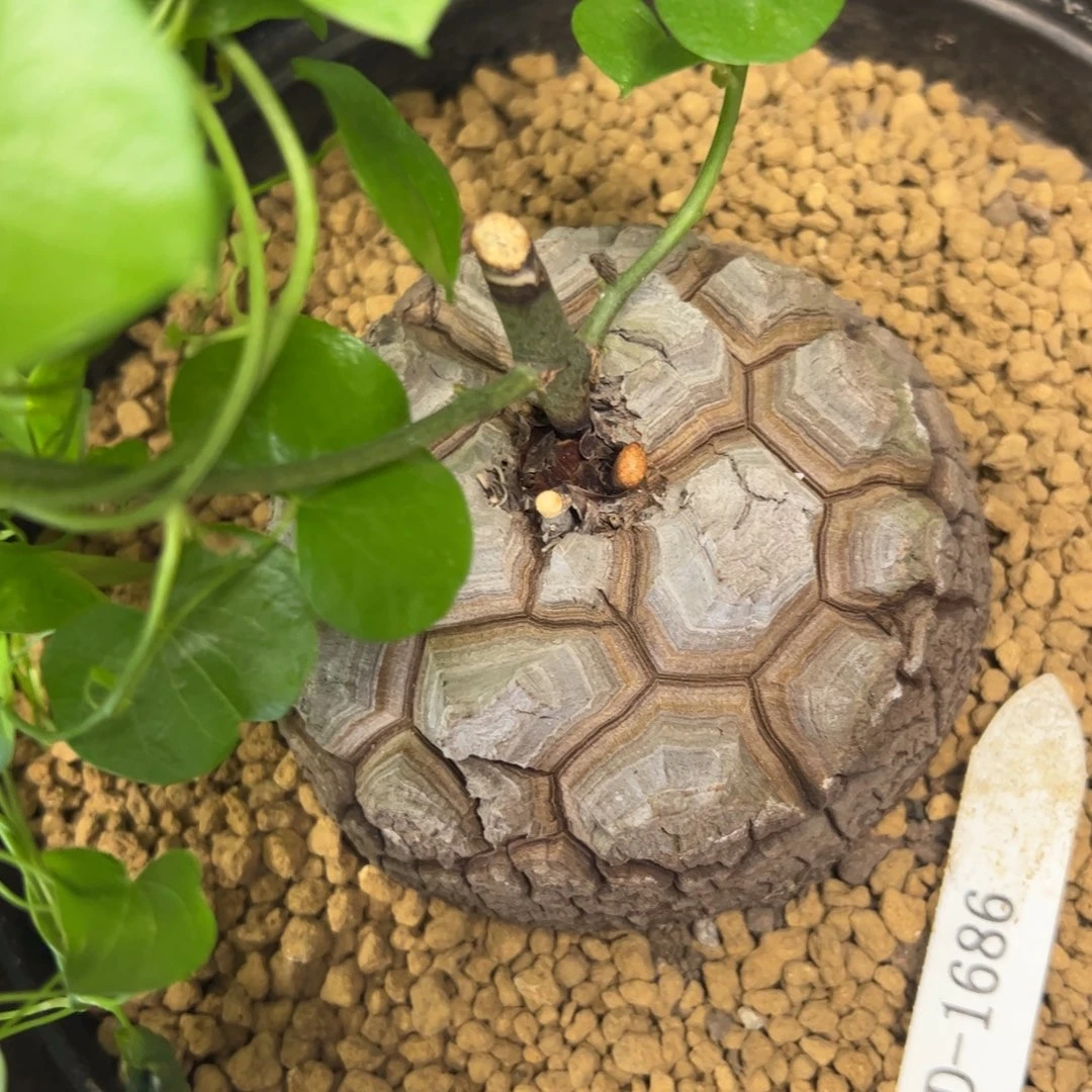 精品盆栽养定的龟甲龙1686号