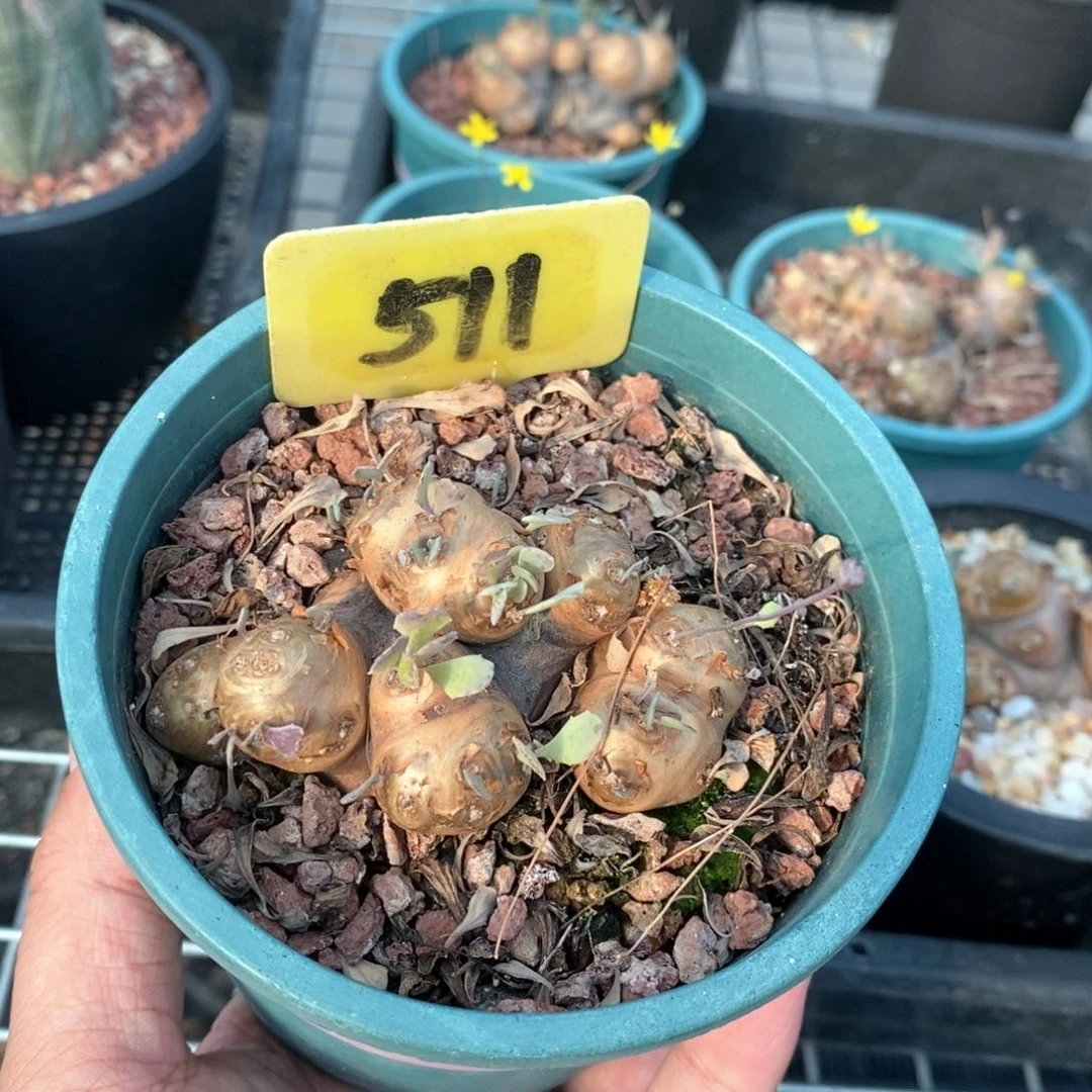 产地格加厚敦菊多肉植物