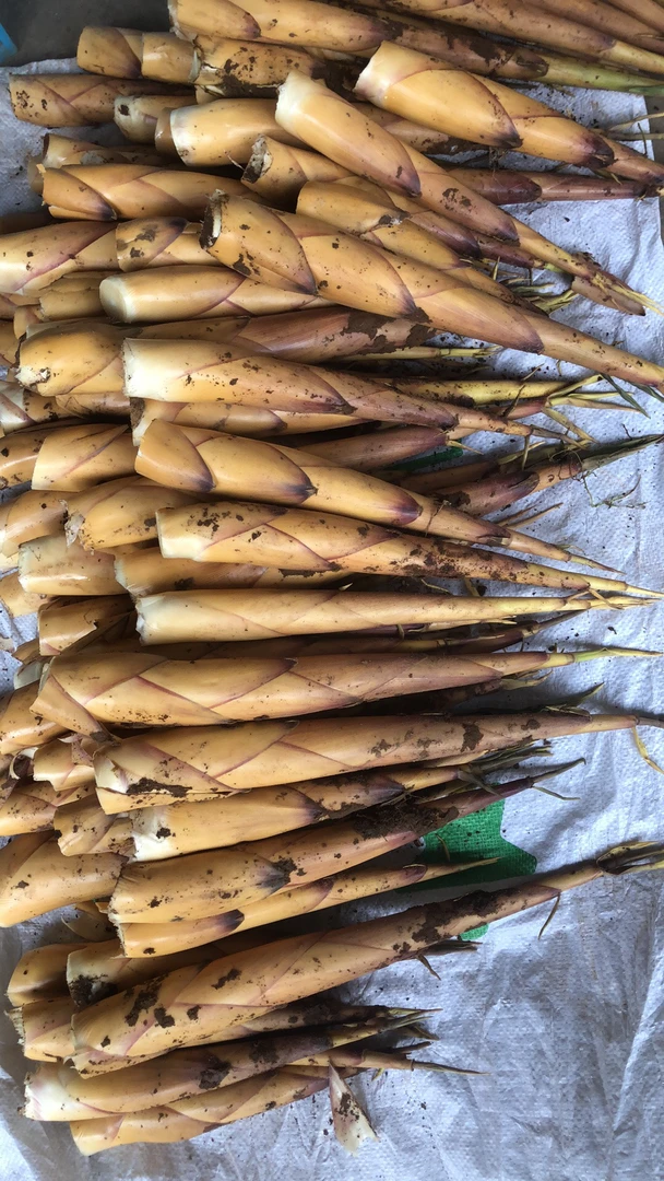 【2025现挖苦笋】四川乐山本地苦笋新鲜现挖甜苦笋极速包邮3/5/8斤