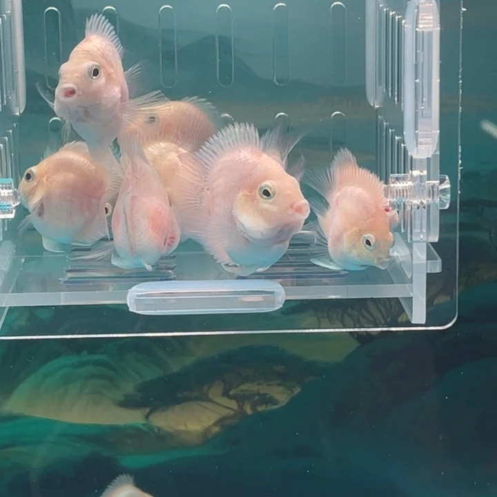 鹦鹉鱼白金苗子一窝15号单