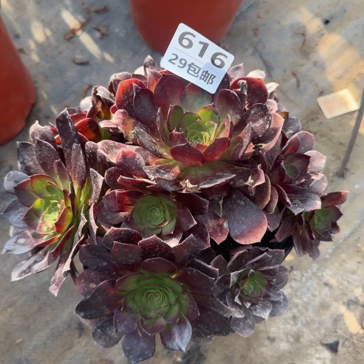 赤焰莲……多肉植物的