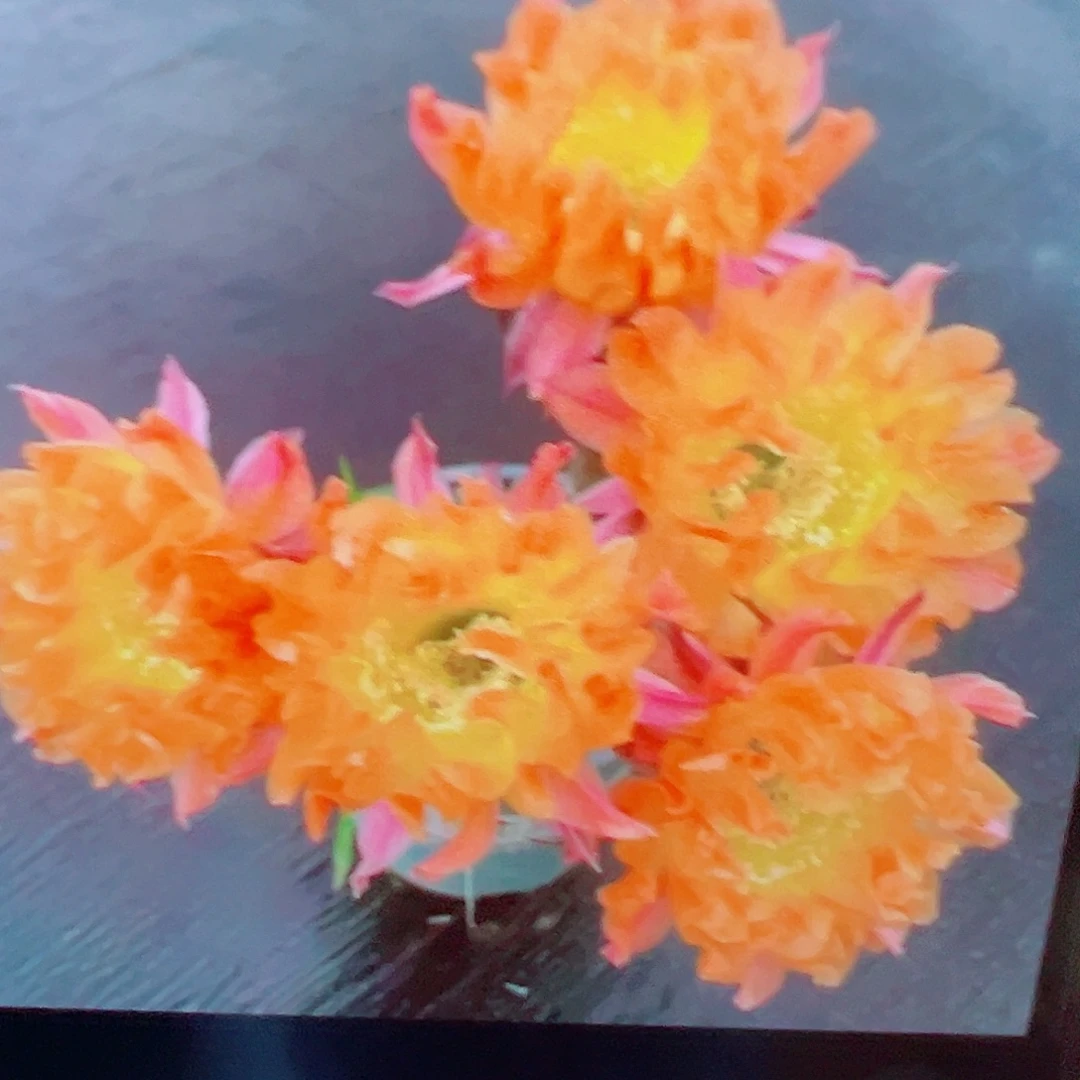 彩草 江南十三 侧芽 满20包邮