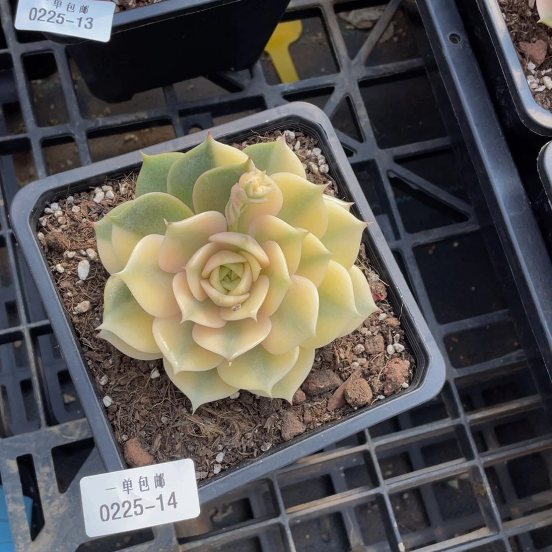 ༺****༻0225-14-贝加尔湖锦。。。。。。