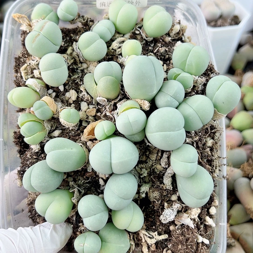 4476荧光玉双头小群组合特价