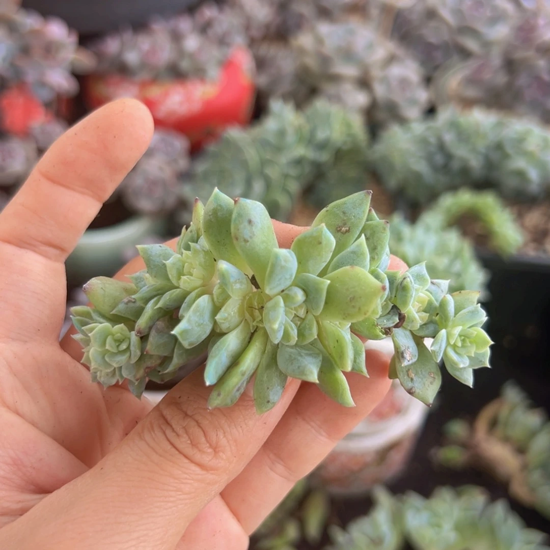 新年快乐 新年快乐 新年快乐