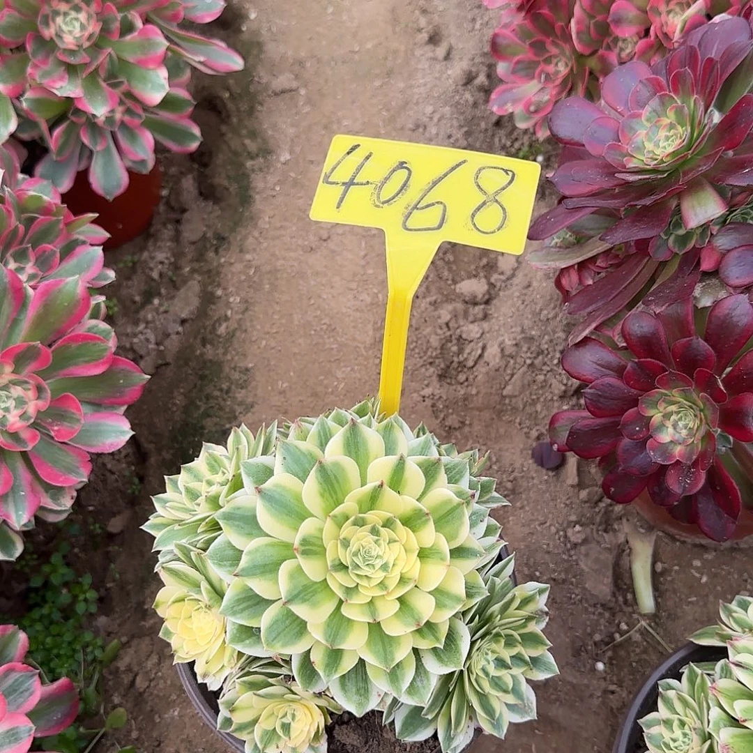 4068---多头多肉植物