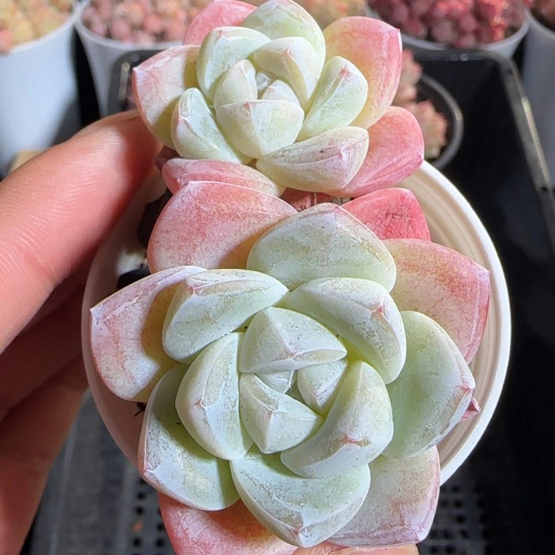 多肉1222-133冰玉双头