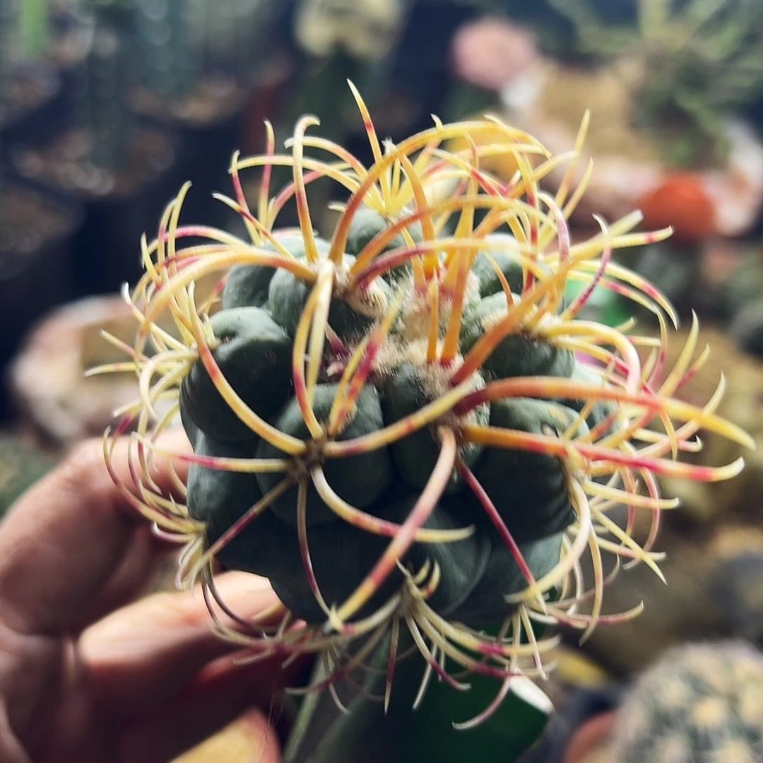 菲冠龙仙人球111111