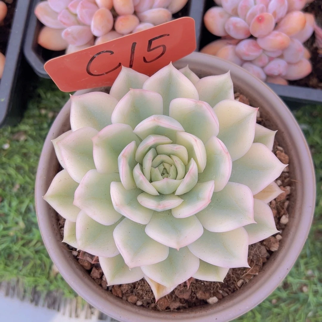 香玉等多种名贵的产品和