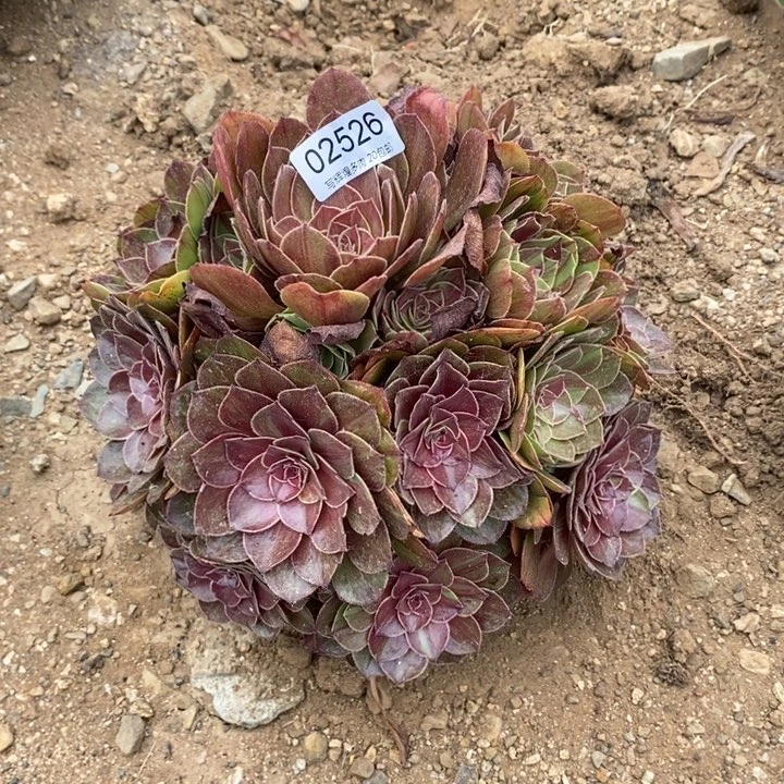 02526花月夜多肉植物
